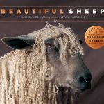 Beautiful Sheep book cover