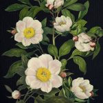 Blooming Flowers Journal book cover