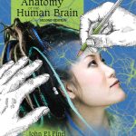 Colorful Introduction to the Anatomy of the Human Brain, A book cover