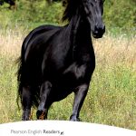 Level 2: Black Beauty book cover